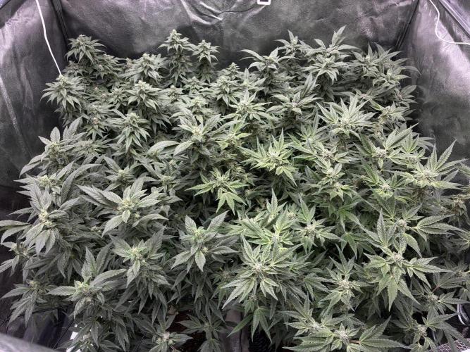 La Bomba x1 + Golosa x3. Week 15 - all