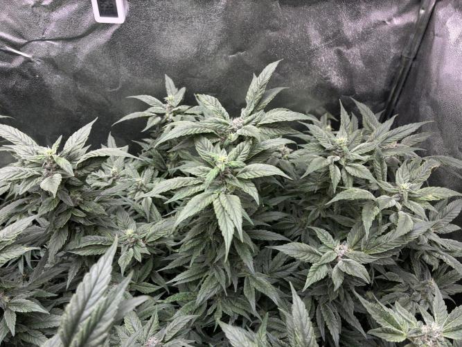 La Bomba x1 + Golosa x3. Week 15 - G1