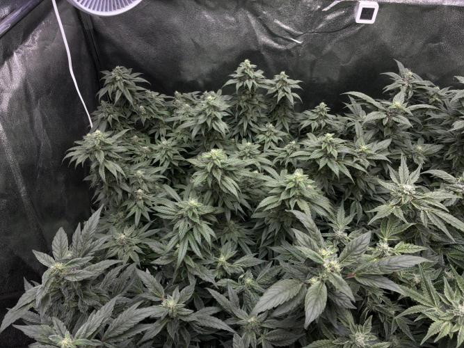 La Bomba x1 + Golosa x3. Week 15 - G2