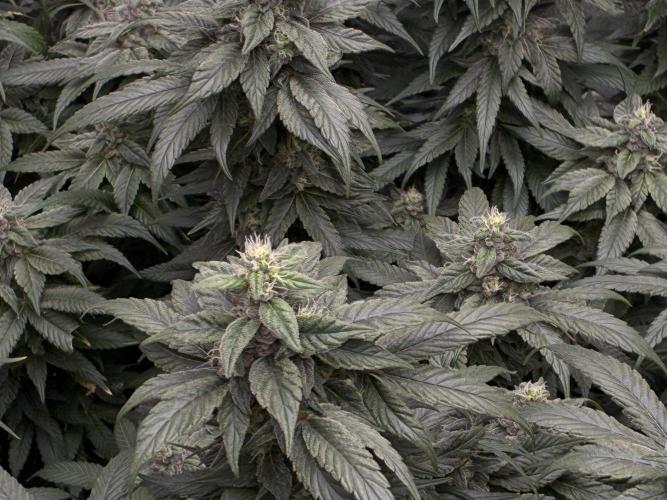 La Bomba x1 + Golosa x3. Week 15 - G2+