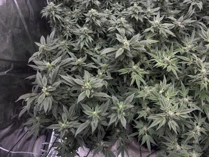 La Bomba x1 + Golosa x3. Week 15 - G3