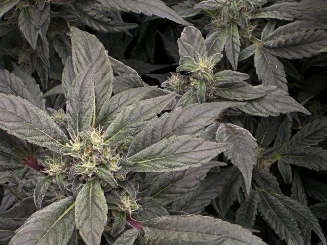 La Bomba x1 + Golosa x3. Week 15 - G3+