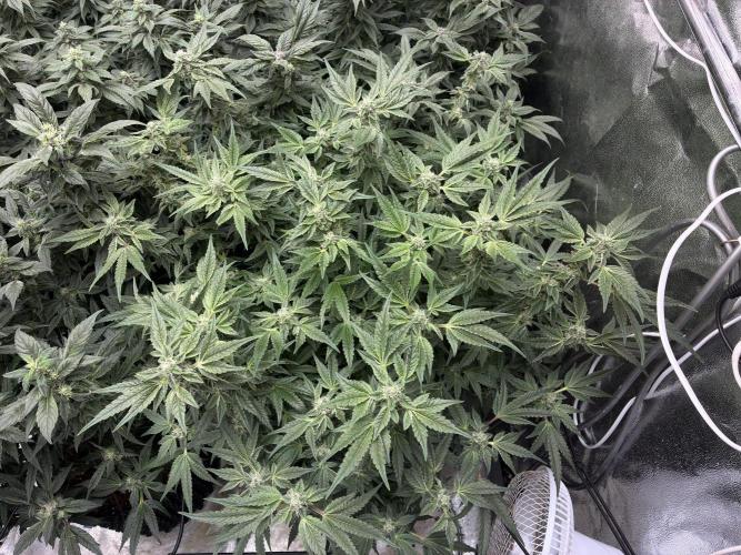 La Bomba x1 + Golosa x3. Week 15 - La Bomba 