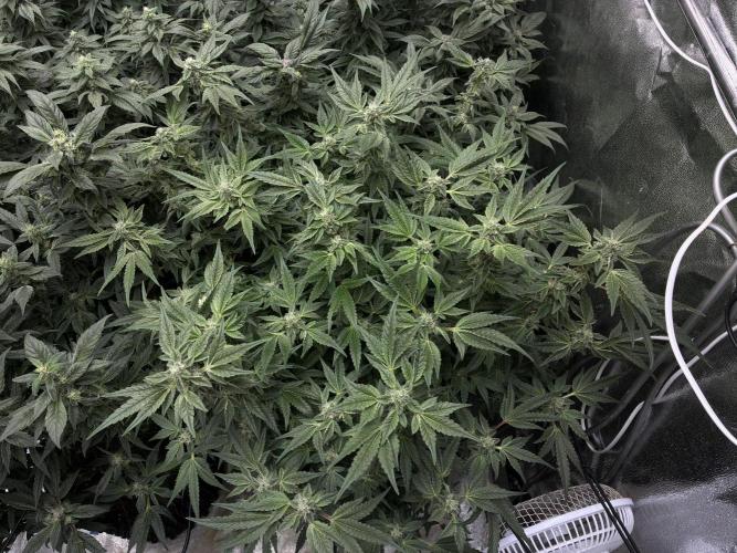 La Bomba x1 + Golosa x3. Week 15 - La Bomba