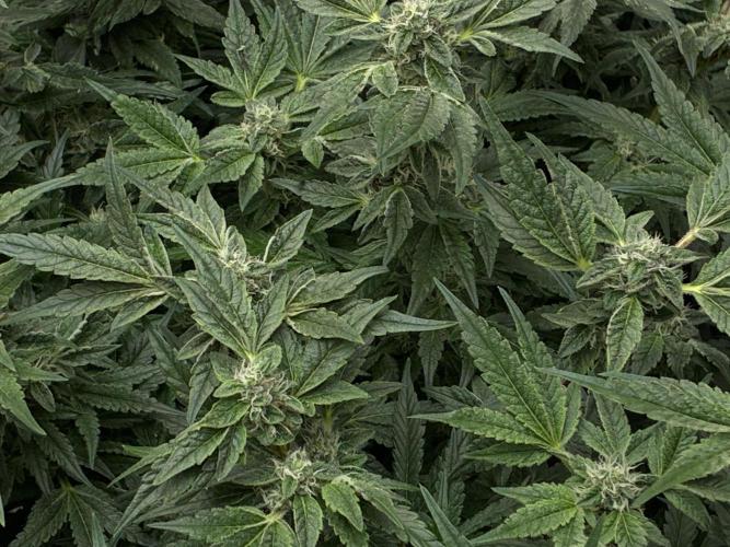 La Bomba x1 + Golosa x3. Week 15 - La Bomba+