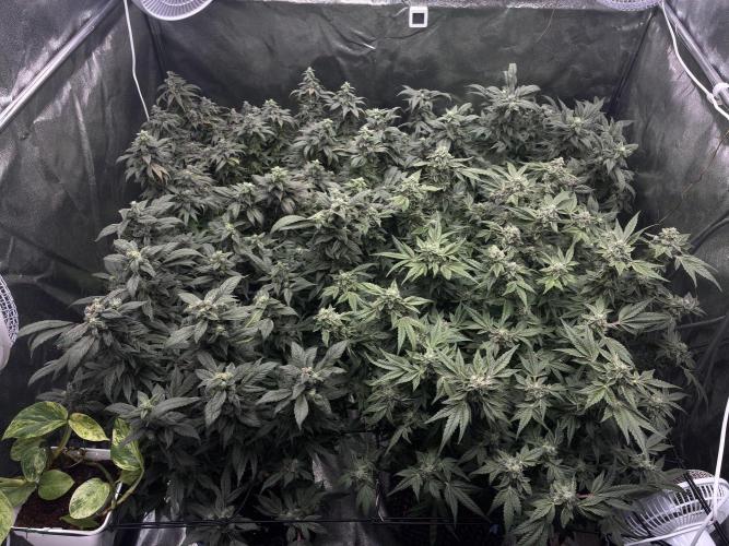 La Bomba x1 + Golosa x3. Week 16 - общий вид