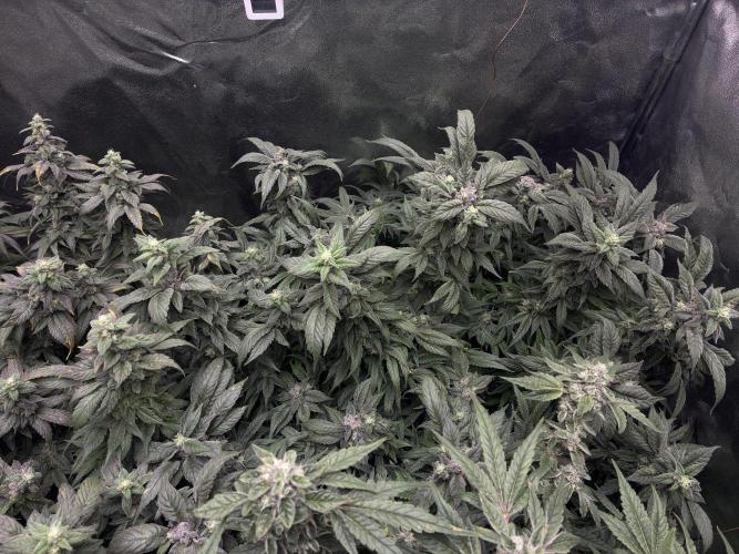 La Bomba x1 + Golosa x3. Week 16 - G1