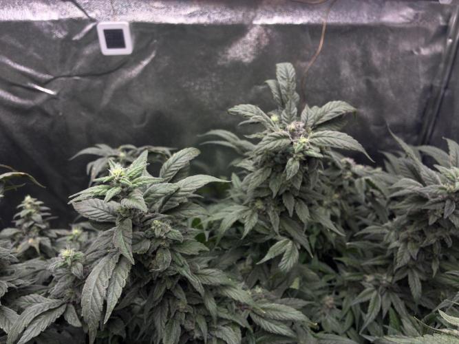 La Bomba x1 + Golosa x3. Week 16 - G1+