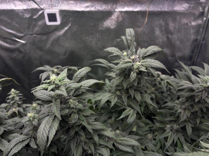 La Bomba x1 + Golosa x3. Week 16 - G1++