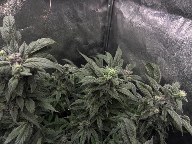 La Bomba x1 + Golosa x3. Week 16 - G2