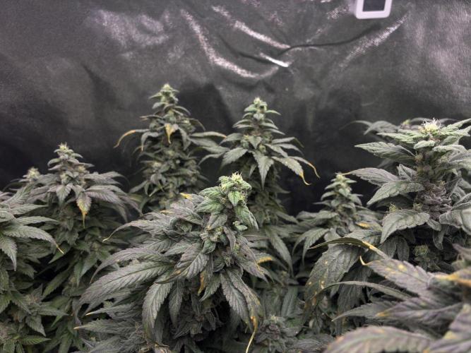 La Bomba x1 + Golosa x3. Week 16 - G2+