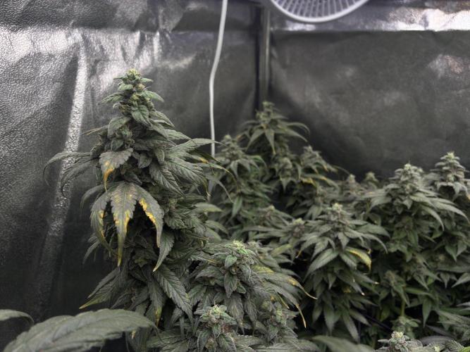 La Bomba x1 + Golosa x3. Week 16 - G2++