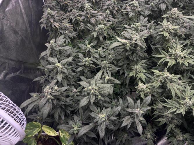 La Bomba x1 + Golosa x3. Week 16 - G3