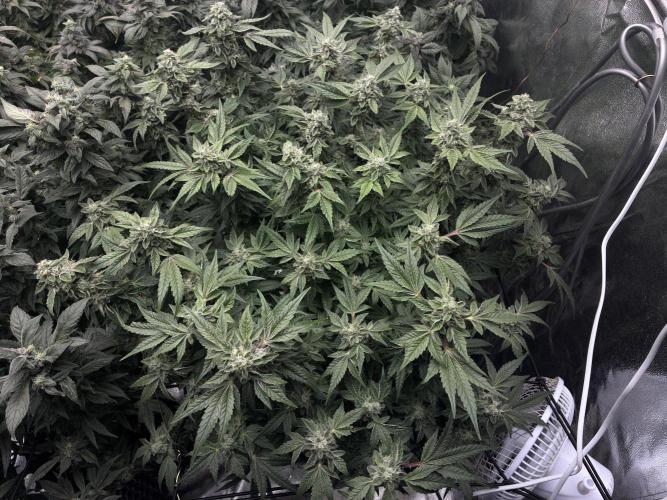 La Bomba x1 + Golosa x3. Week 16 - LaBomba