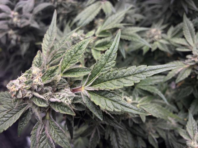 La Bomba x1 + Golosa x3. Week 16 - LaBomba+