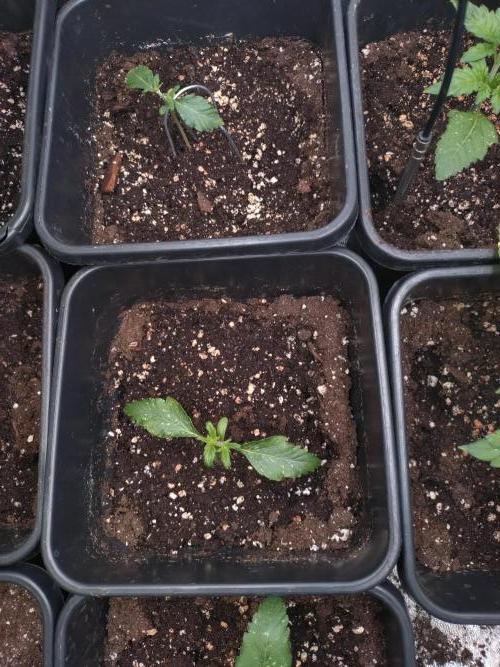 Sweet ZZ Auto Royal Queen Seeds. Week 3