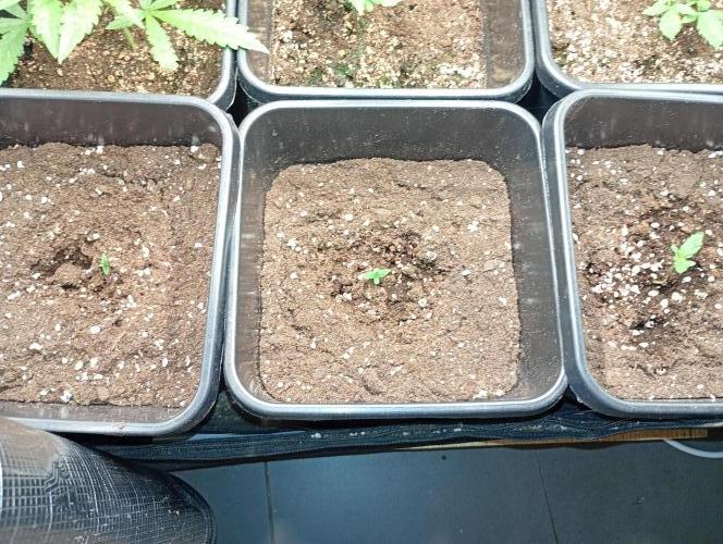 Smashberry Fumez Auto Anesia Seeds. Week 1