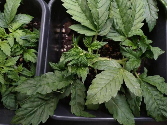 Purple Lemonade Auto RQS. Week 4