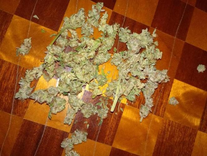 Lemonpaya. Week 19