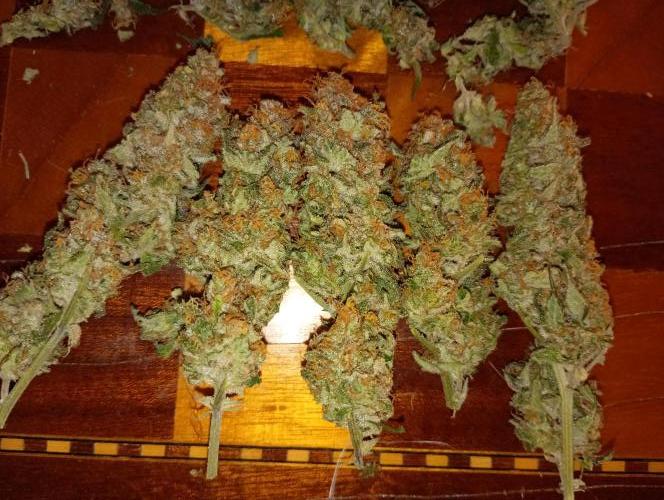 Lemon Cherry Gelato P#2 Barneys Farm. Week 19