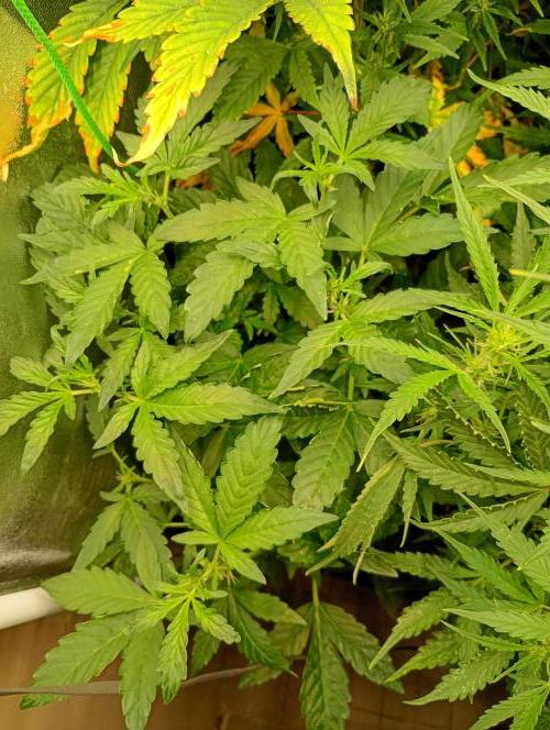 Sweet ZZ Automatic . Week 8