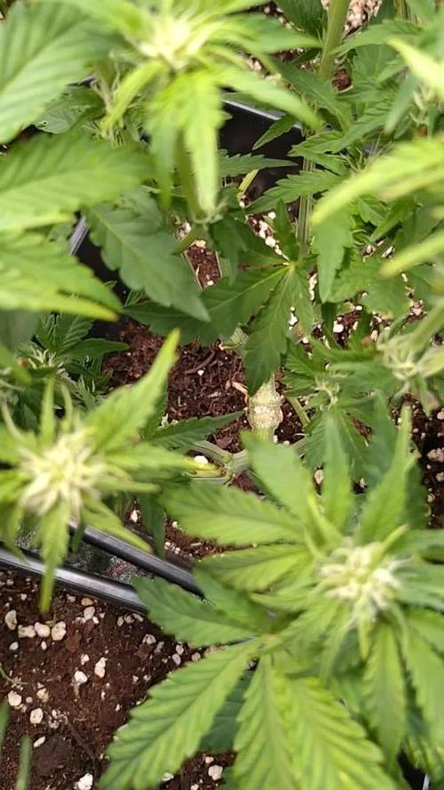 Hulkberry Auto RQS