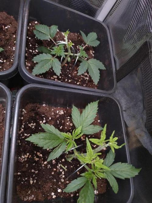 Hulkberry Auto RQS. Week 3