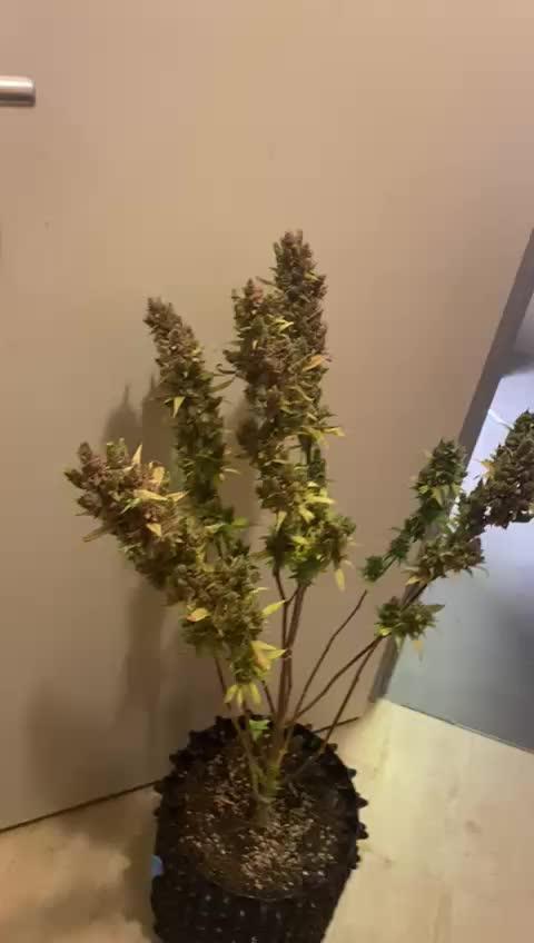 OG Kush Auto Fastbuds
