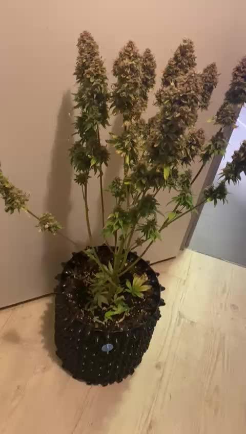OG Kush Auto Fastbuds