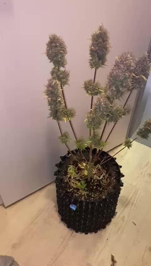 OG Kush Auto Fastbuds