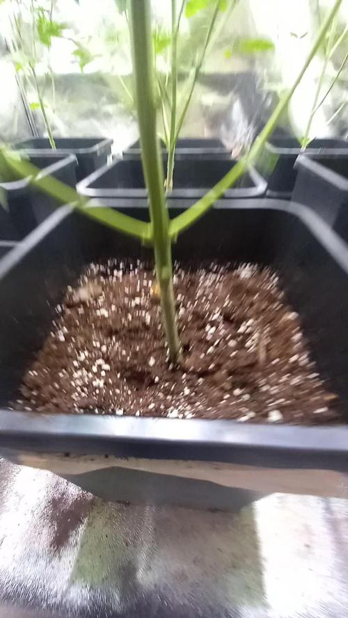 Cookies Kush Auto Barneys Farm