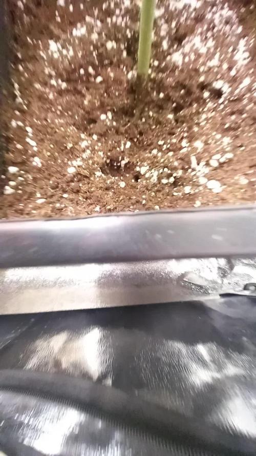 Apple Strudel Auto Fastbuds