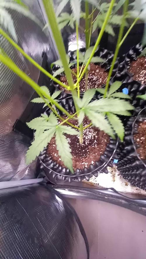 Blueberry Zkittlez Auto Sensi Seeds