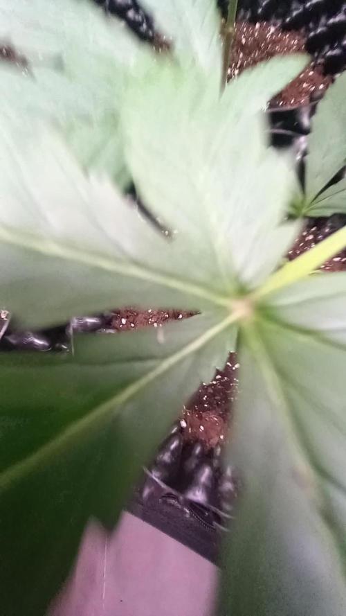 Wedding Cake Auto Barneys Farm