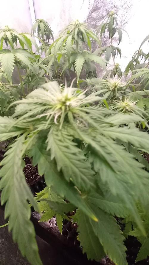 Gelato #33 Auto Advanced Seeds