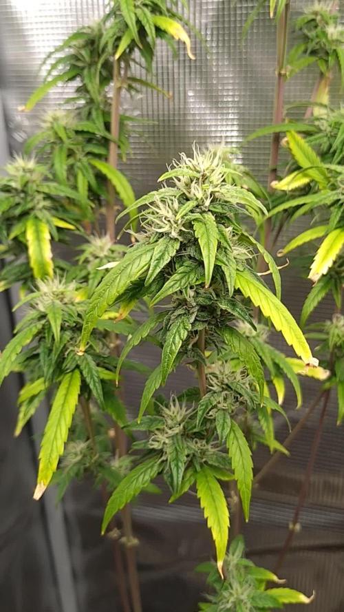 Wedding Cake Auto Barneys Farm