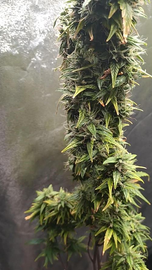 Wedding Cake Auto Barneys Farm