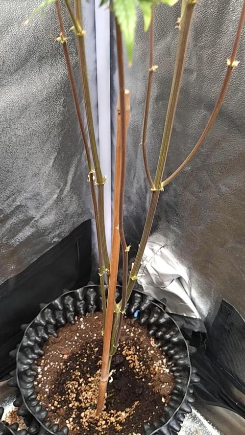 Wedding Cake Auto Barneys Farm