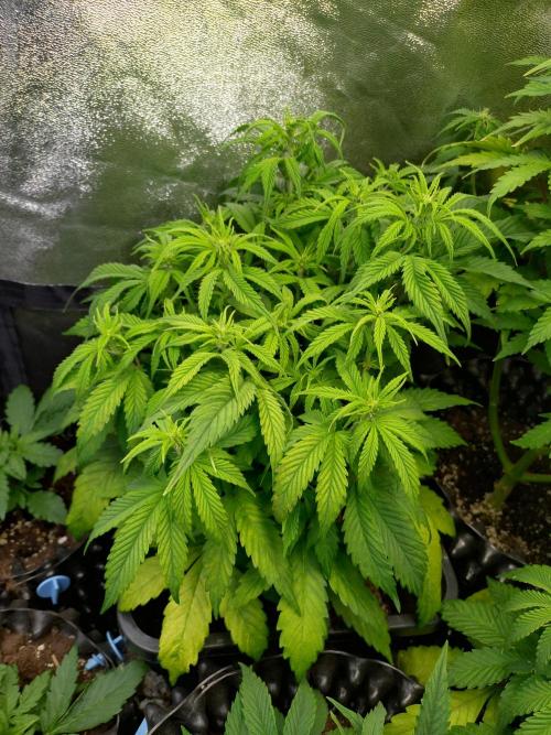 Pink Runtz Auto RQS. Week 5