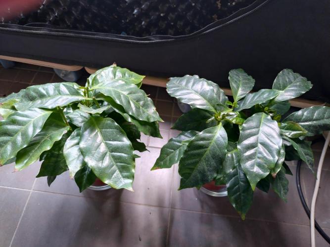 Coffee Arabica. Week 9
