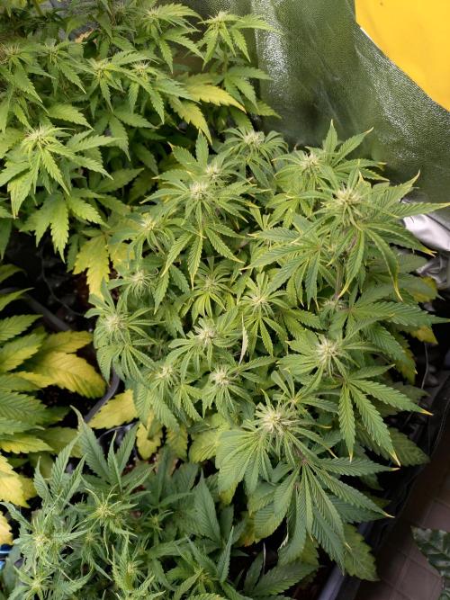 Green Gelato Auto RQS. Week 6