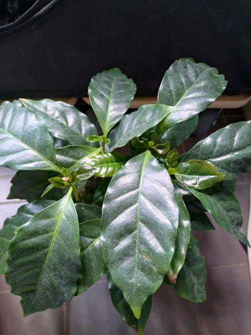 Coffee Arabica. Week 9