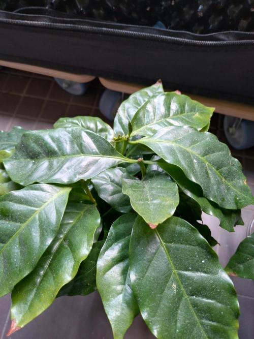 Coffee Arabica. Week 9