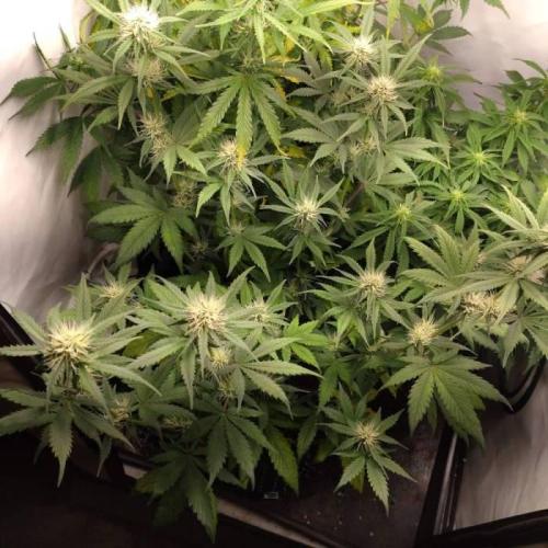 Fat Banana Auto RQS. Week 7