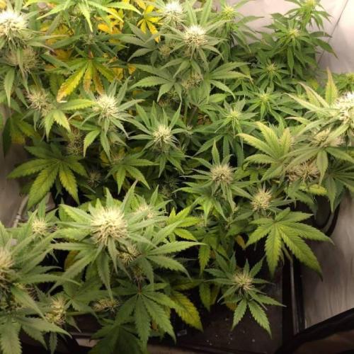 Fat Banana Auto RQS. Week 7