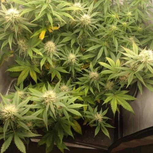 Fat Banana Auto RQS. Week 7