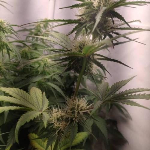 Fat Banana Auto RQS. Week 7