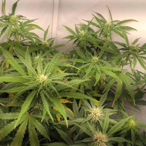 Cookies Gelato Auto RQS. Week 7