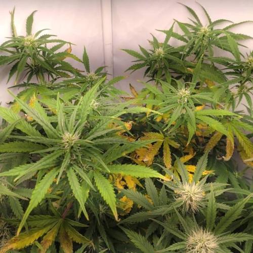 Cookies Gelato Auto RQS. Week 7