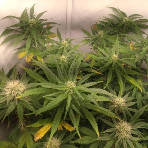 Cookies Gelato Auto RQS. Week 7